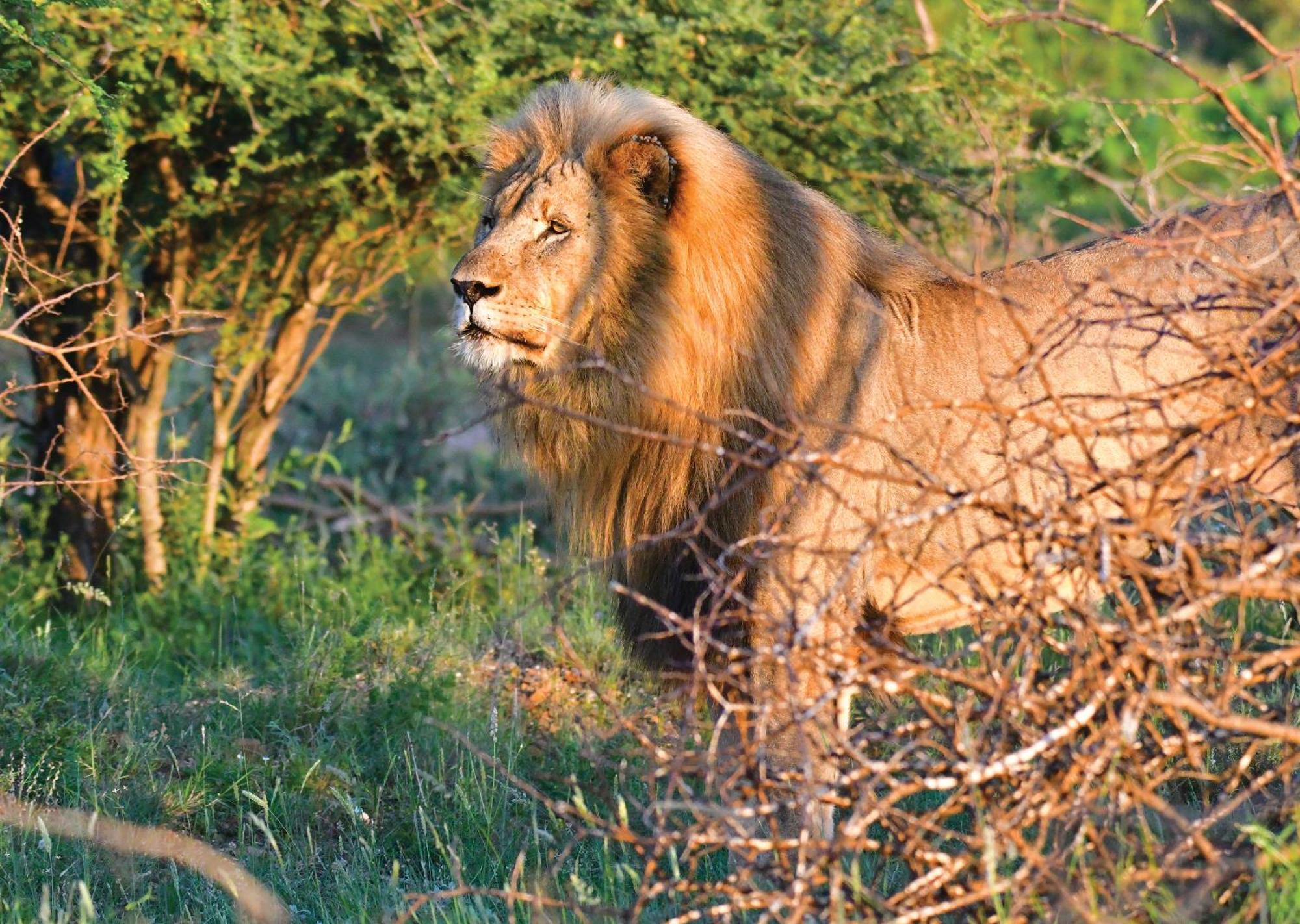 Madikwe River Lodge By Dream Resorts Madikwe Game Reserve Extérieur photo