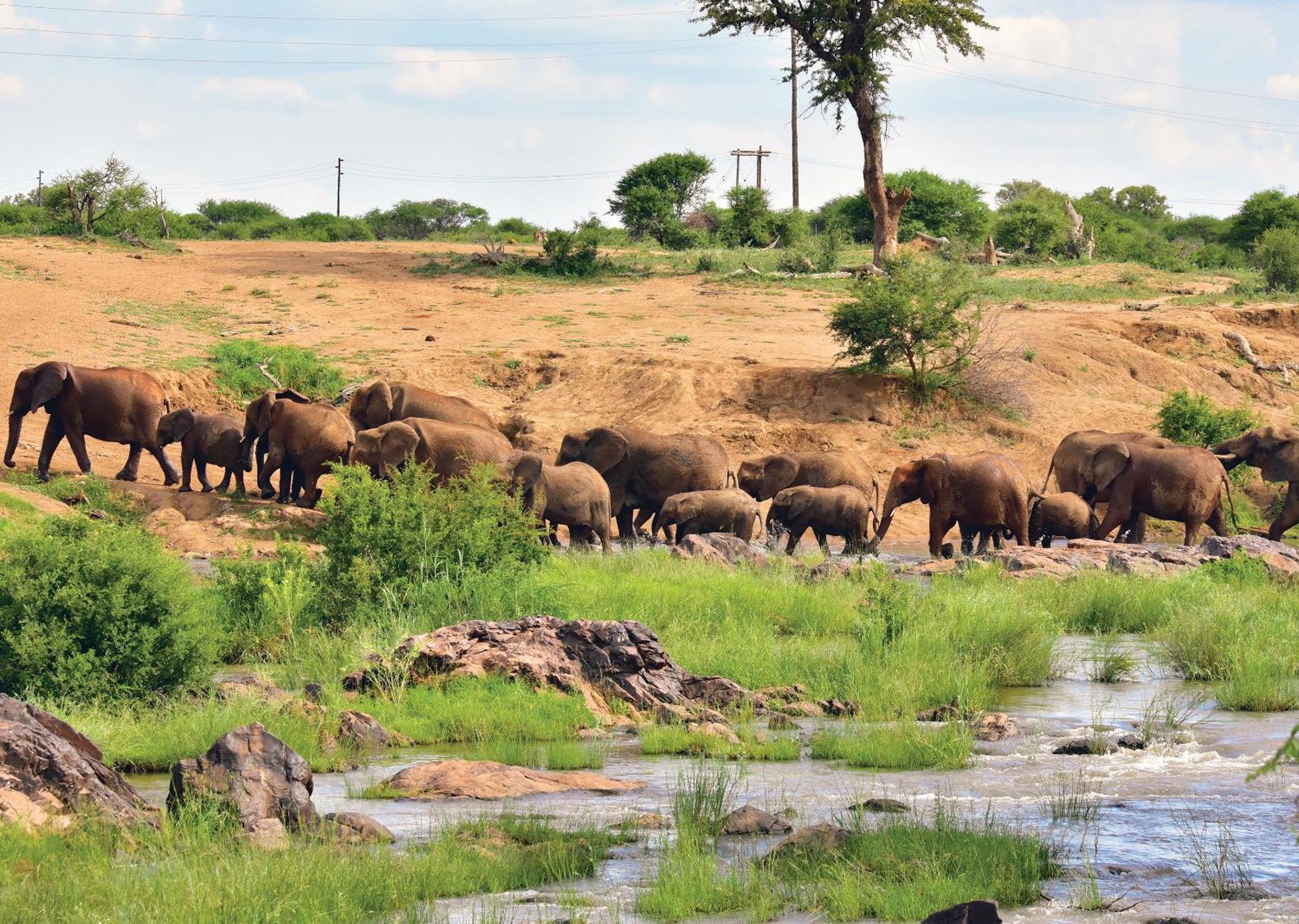 Madikwe River Lodge By Dream Resorts Madikwe Game Reserve Extérieur photo