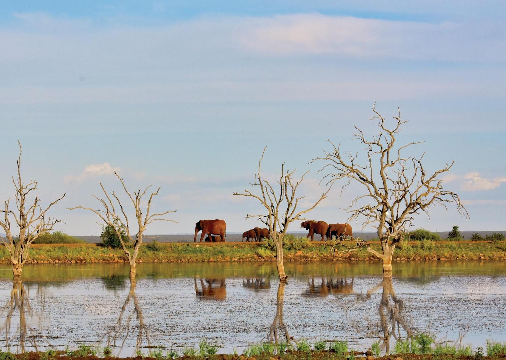 Madikwe River Lodge By Dream Resorts Madikwe Game Reserve Extérieur photo