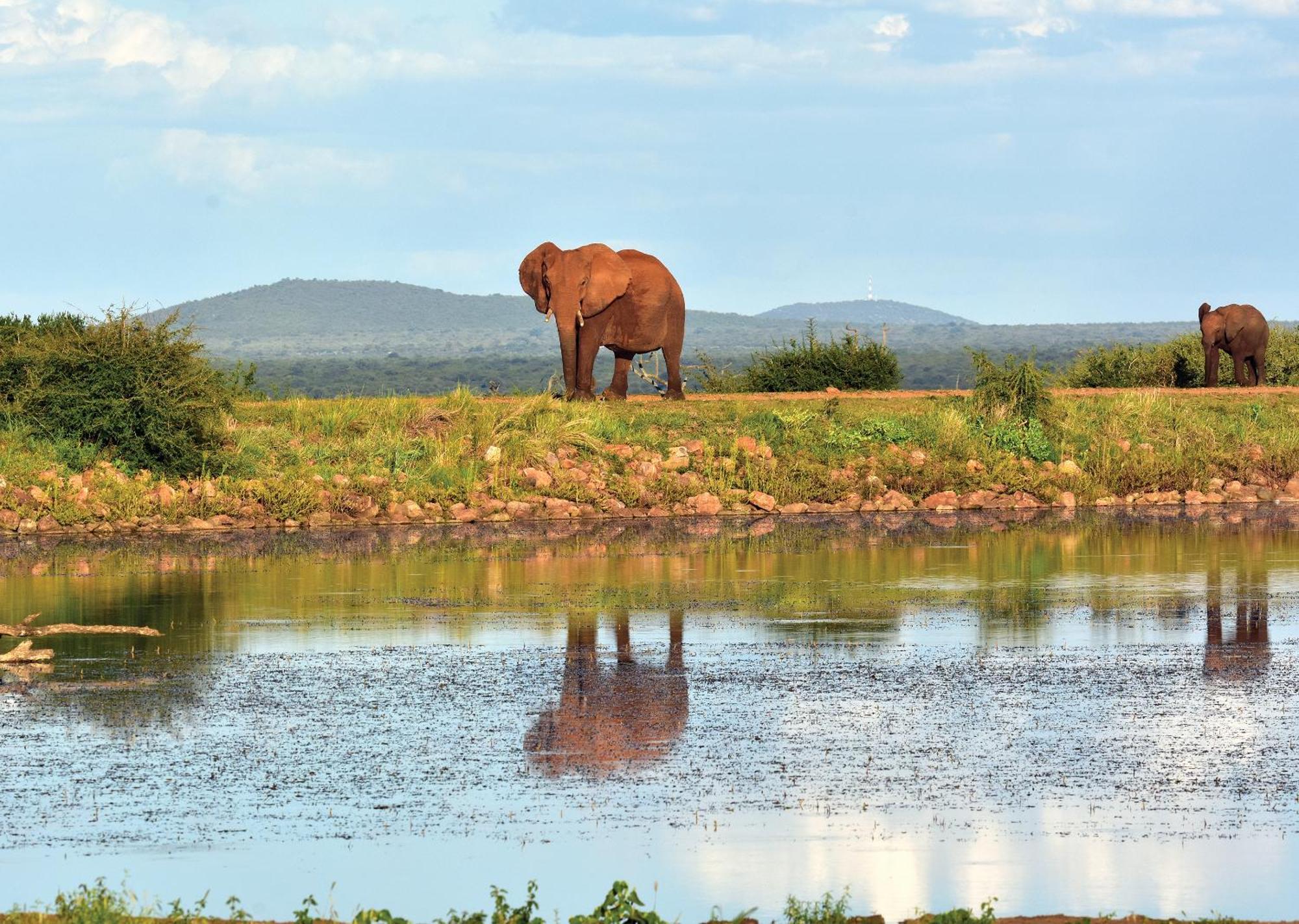 Madikwe River Lodge By Dream Resorts Madikwe Game Reserve Extérieur photo