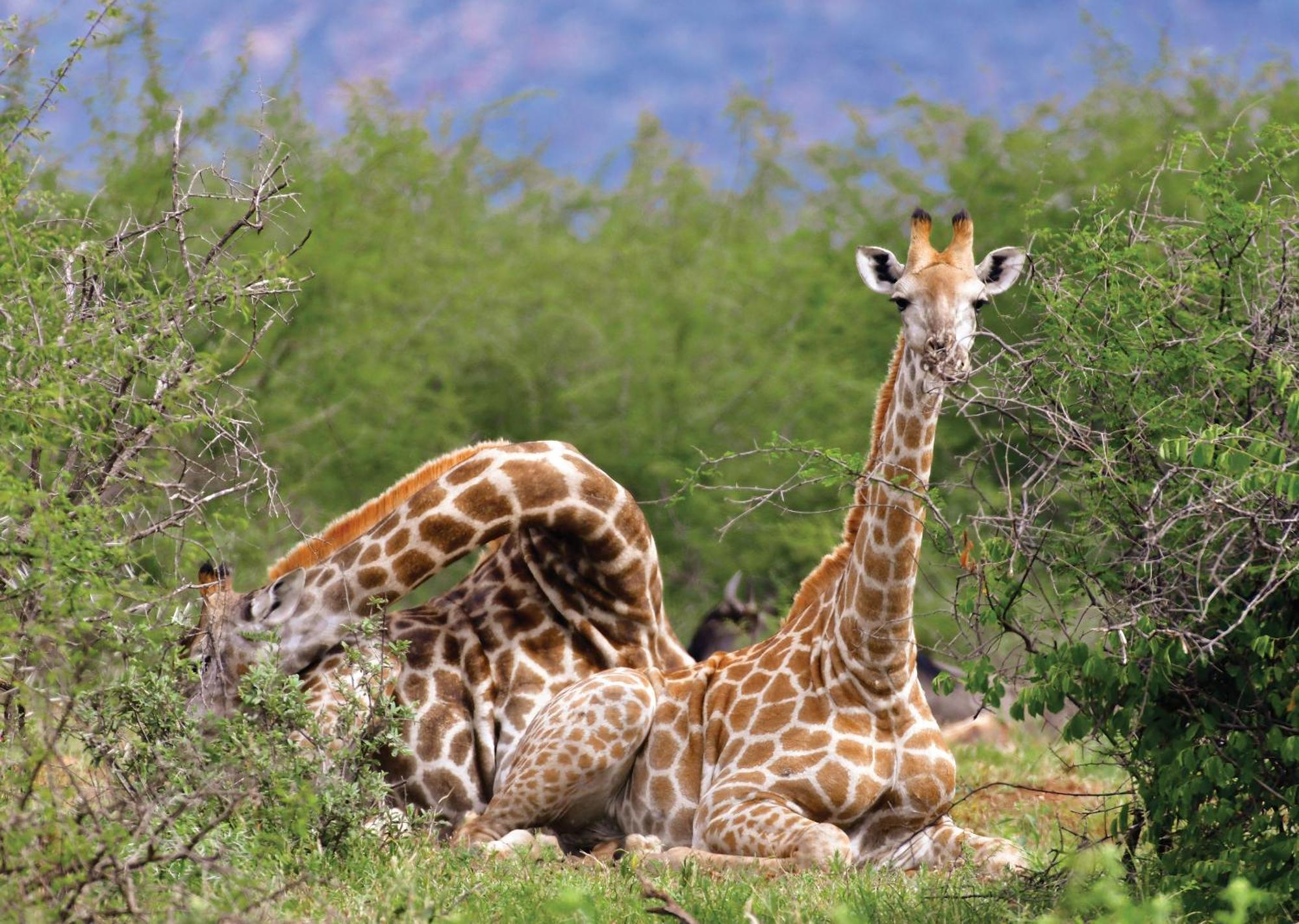 Madikwe River Lodge By Dream Resorts Madikwe Game Reserve Extérieur photo