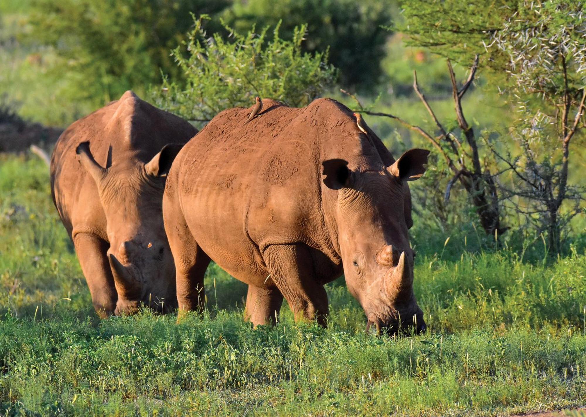 Madikwe River Lodge By Dream Resorts Madikwe Game Reserve Extérieur photo