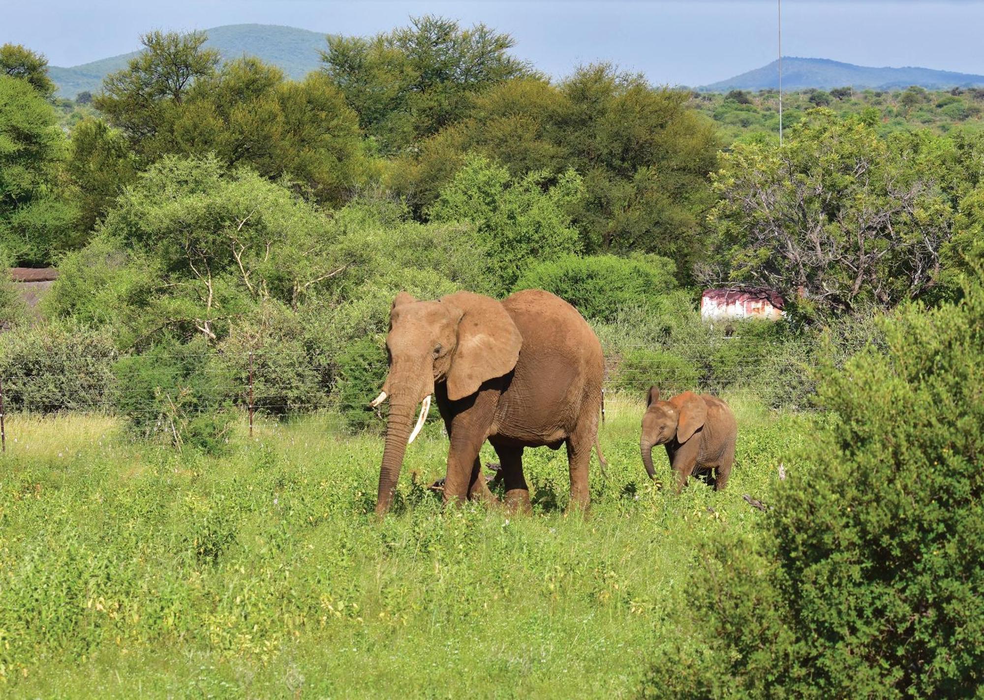 Madikwe River Lodge By Dream Resorts Madikwe Game Reserve Extérieur photo
