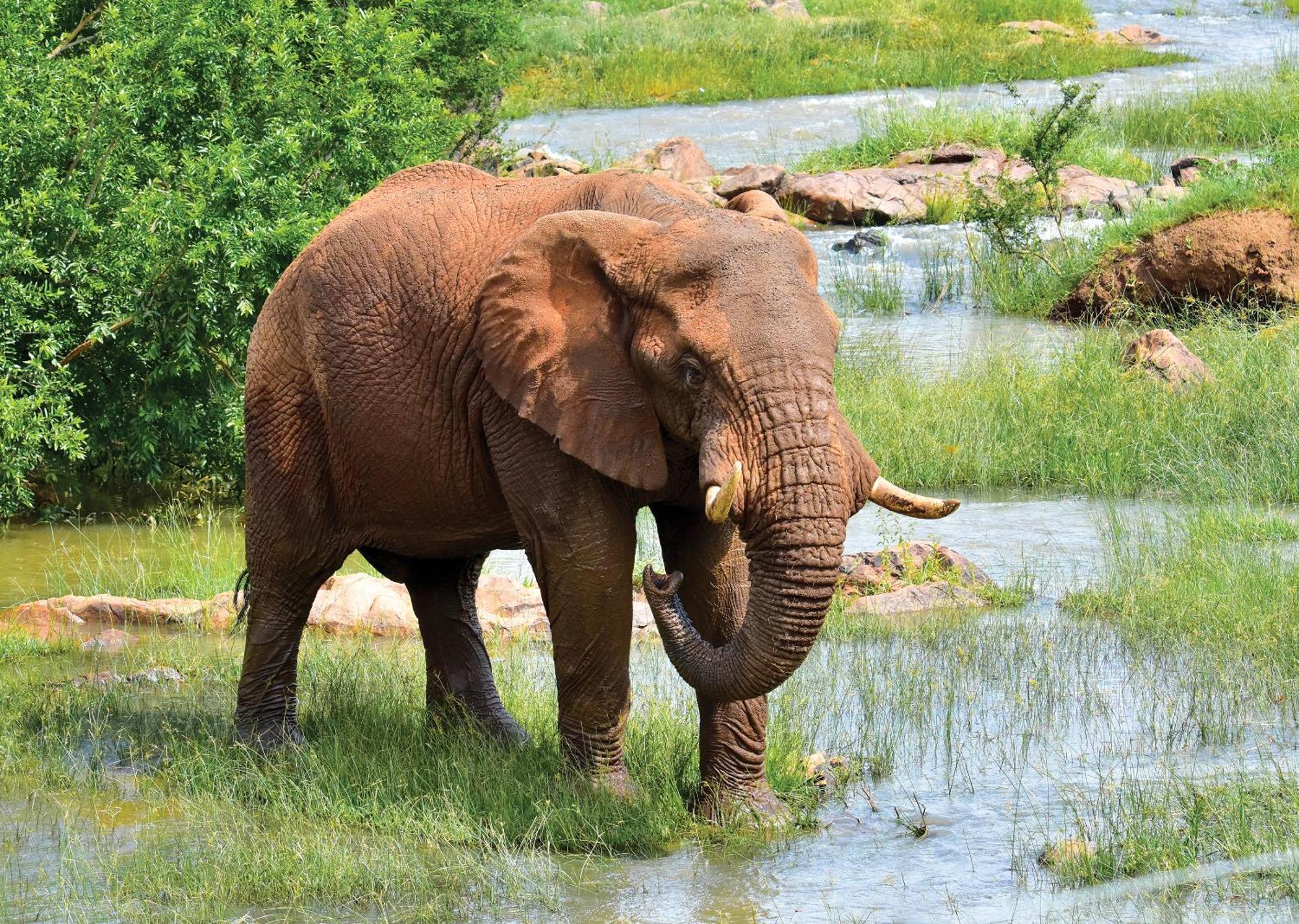 Madikwe River Lodge By Dream Resorts Madikwe Game Reserve Extérieur photo