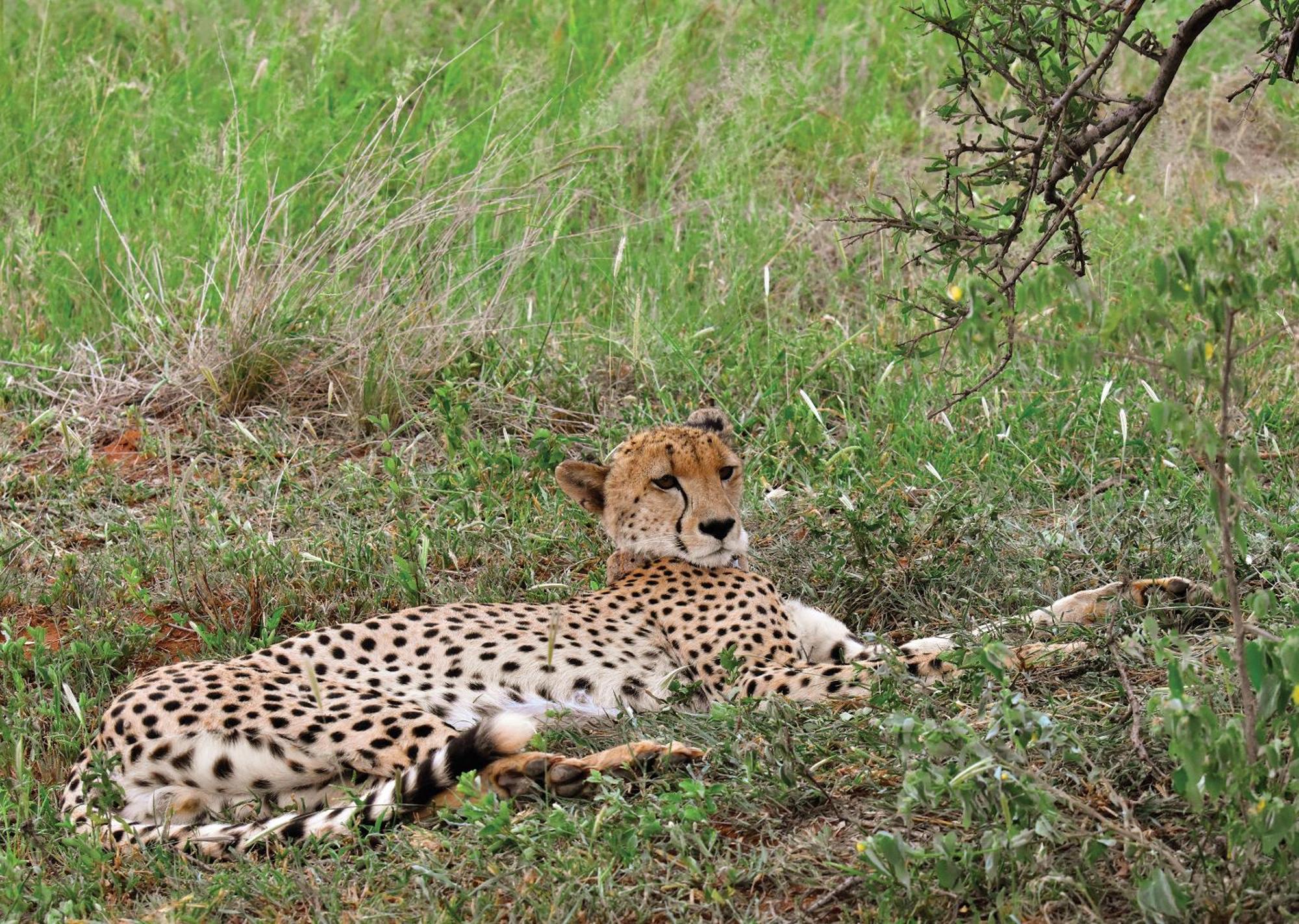 Madikwe River Lodge By Dream Resorts Madikwe Game Reserve Extérieur photo