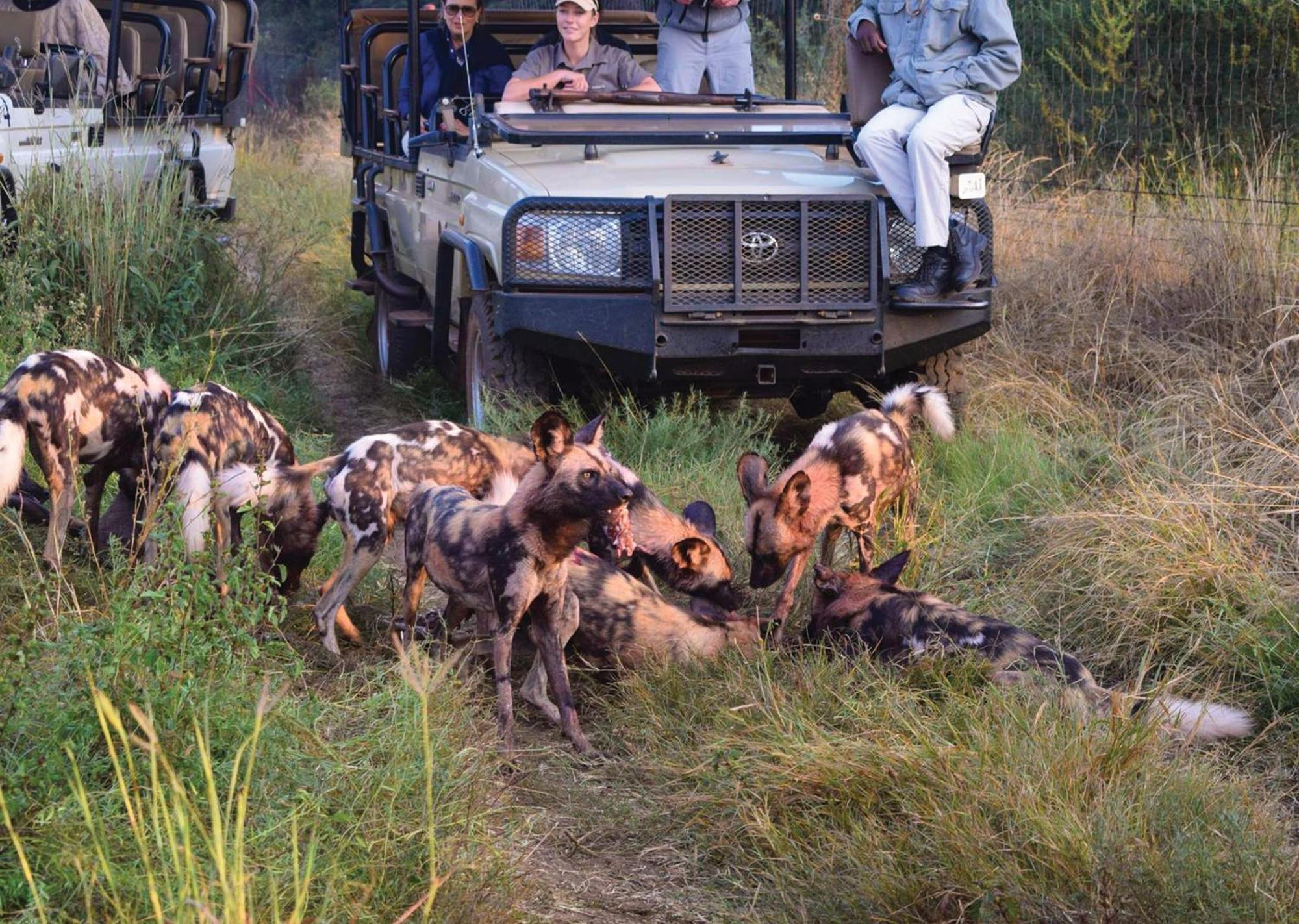 Madikwe River Lodge By Dream Resorts Madikwe Game Reserve Extérieur photo