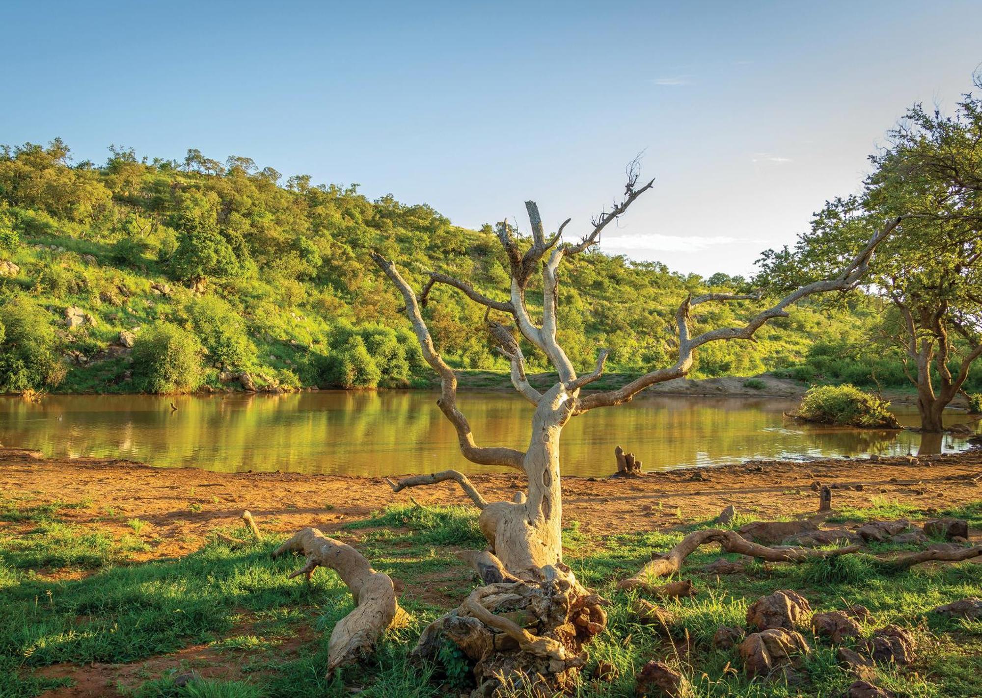 Madikwe River Lodge By Dream Resorts Madikwe Game Reserve Extérieur photo